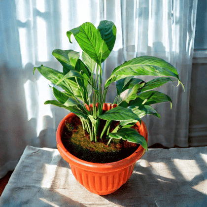 Peace Lily in 10 Inch Terracotta Red Olive Plastic Pot