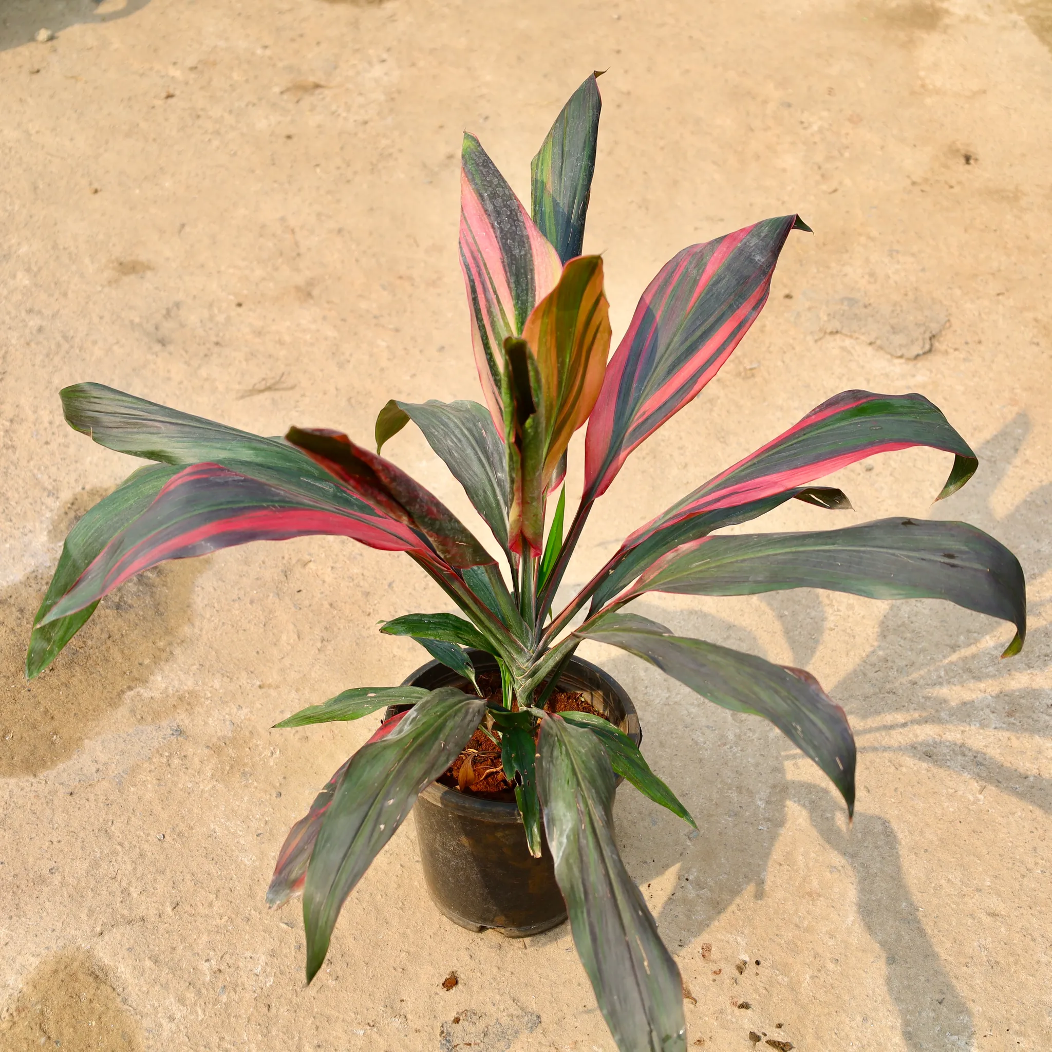 Dracaena Mahatma in 8 Inch Nursery Pot