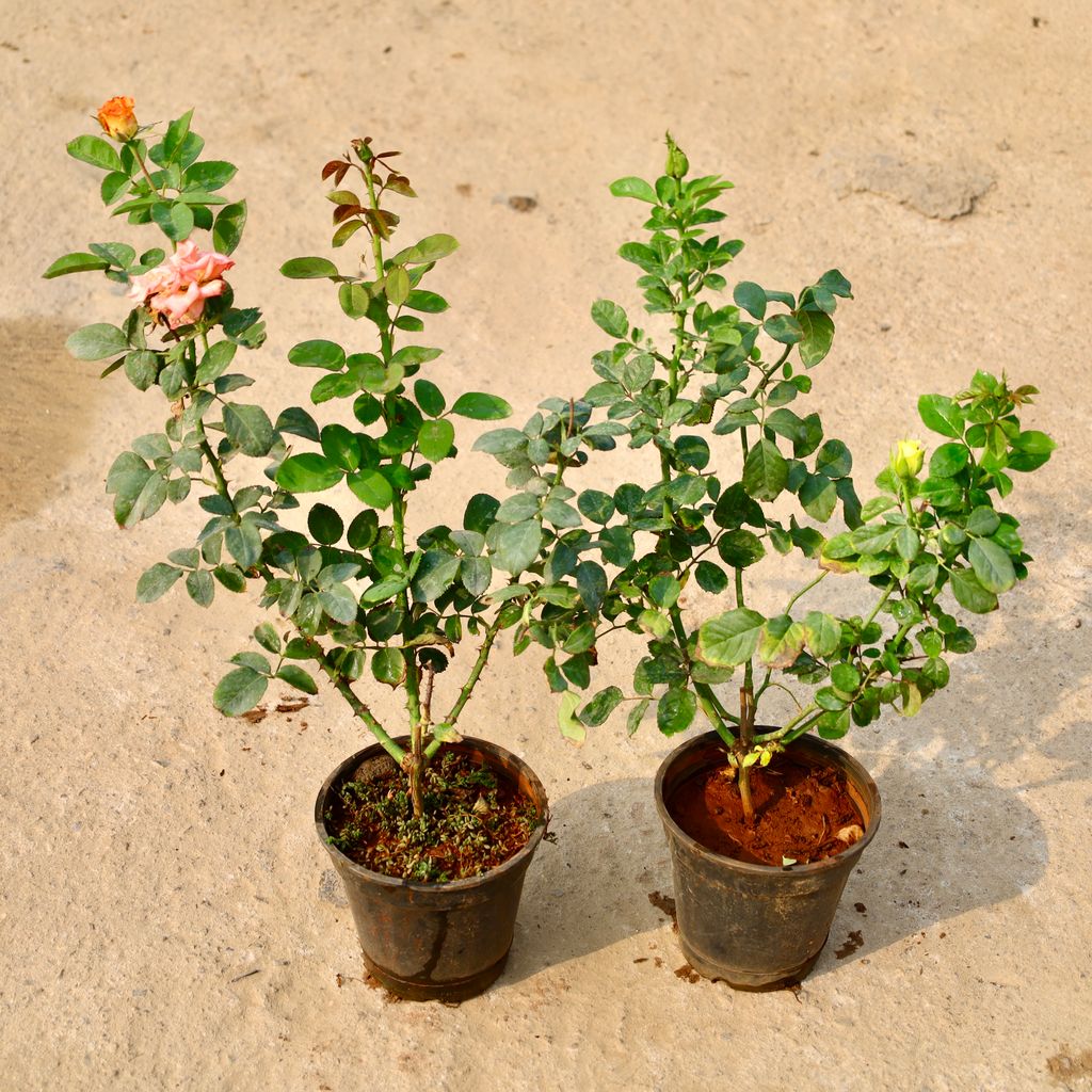Buy Set of 2 - Desi Rose (Any Colour) in 6 Inch Nursery Pot Online | Urvann.com Set of 2 - Desi Rose (Any Colour) in 6 Inch Nursery Pot