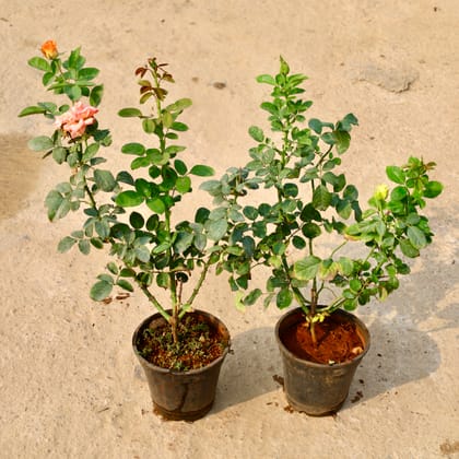 Buy Set of 2 - Desi Rose (Any Colour) in 6 Inch Nursery Pot Online | Urvann.com