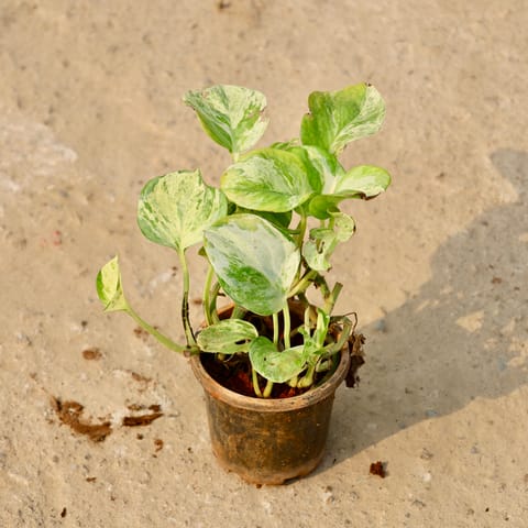 Money Plant Marble in 4 Inch Live Plant Nursery Pot