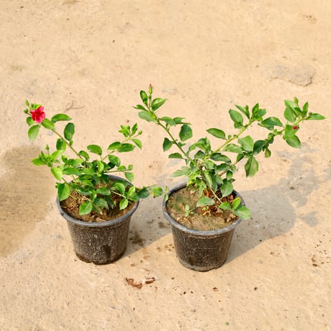Set of 2 - Hibiscus High Choice (Any Colour) in 8 Inch Live Plant Nursery Pot