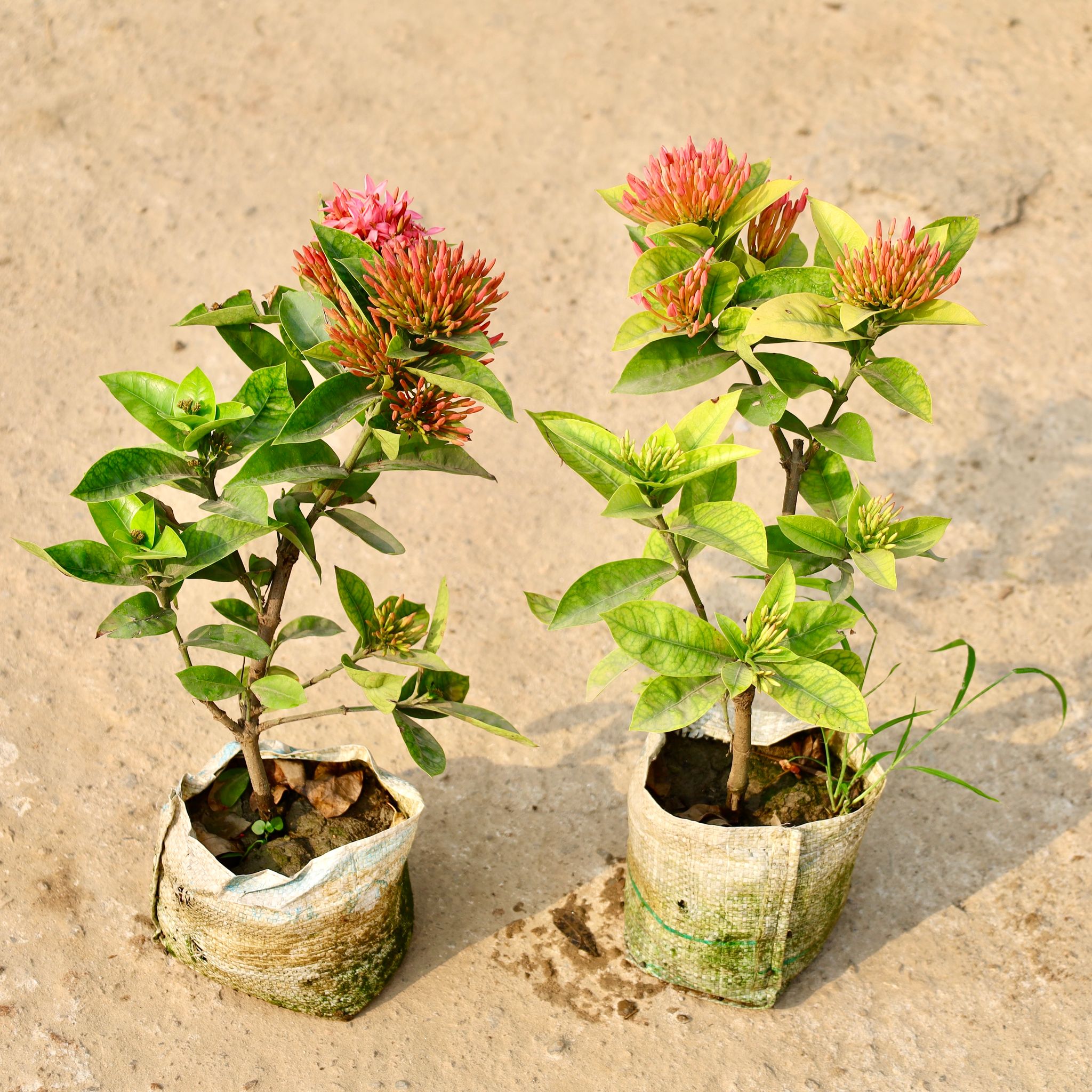 Set of 2 - Ixora pink in 8 Inch Nursery Bag
