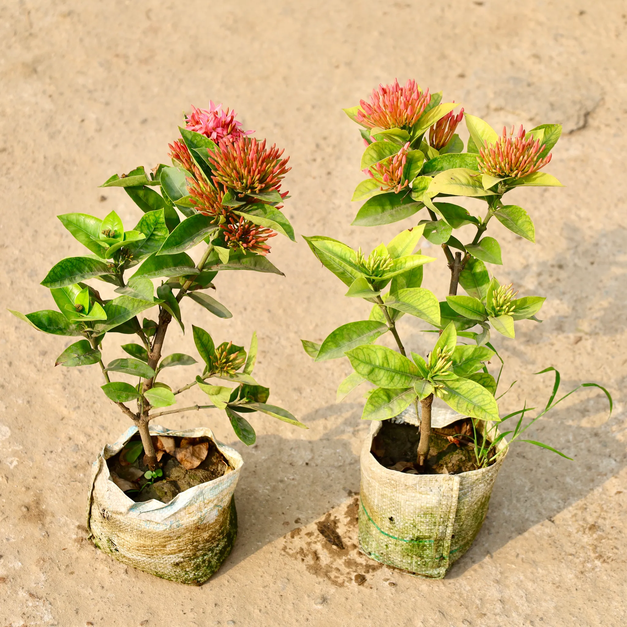 Set of 2 - Ixora pink in 8 Inch Nursery Bag