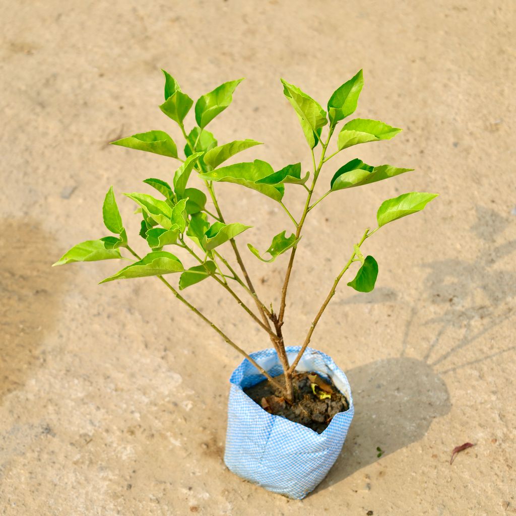 Buy Hibiscus / Gudhal (Any Colour) in 8 Inch Nursery Bag Online | Urvann.com Hibiscus / Gudhal (Any Colour) in 8 Inch Nursery Bag