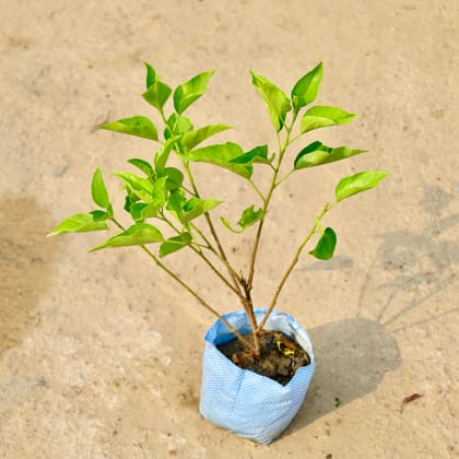 Buy Hibiscus / Gudhal (Any Colour) in 8 Inch Nursery Bag Online | Urvann.com