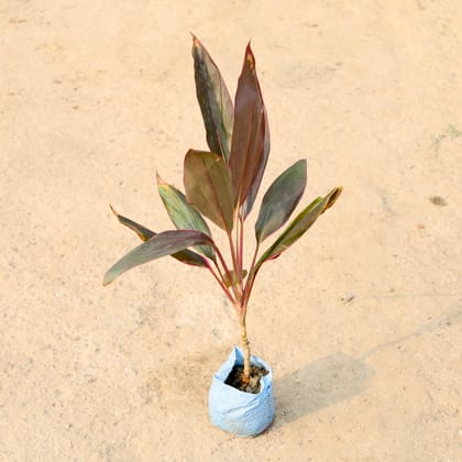 Buy Dracaena Mahatma in 4 Inch Nursery Bag Online | Urvann.com