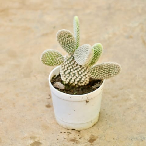 Bunny Ear Cactus in 3 Inch Nursery Pot