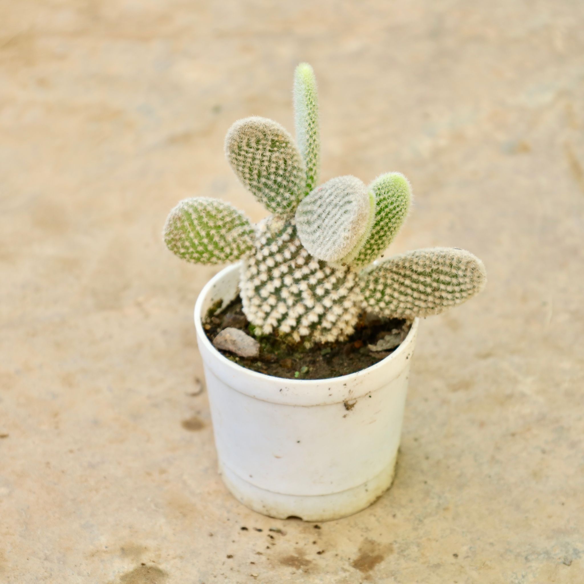 Bunny Ear Cactus in 3 Inch Nursery Pot