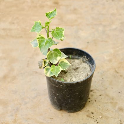 Buy Money Plant Vareigated in 4 Inch Nursery Pot Online | Urvann.com