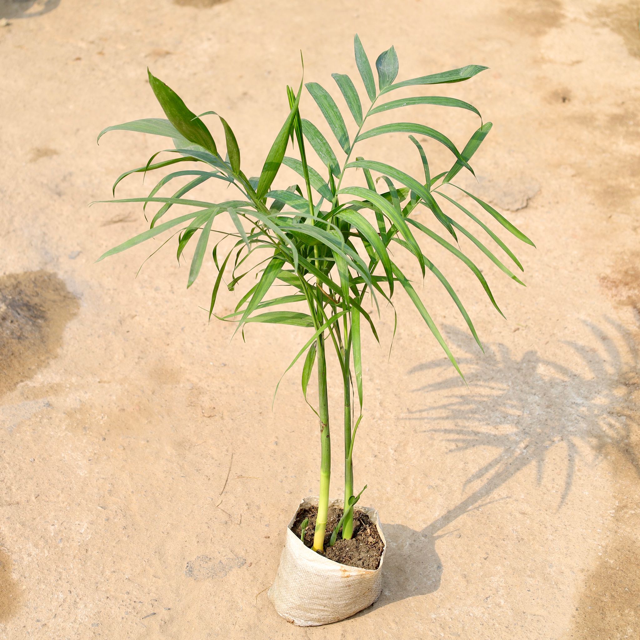 Sapotia Palm in 8 Inch Nursery Bag