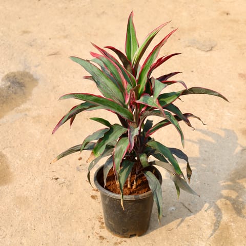 Dracaena Pink in 8 Inch Nursery Pot