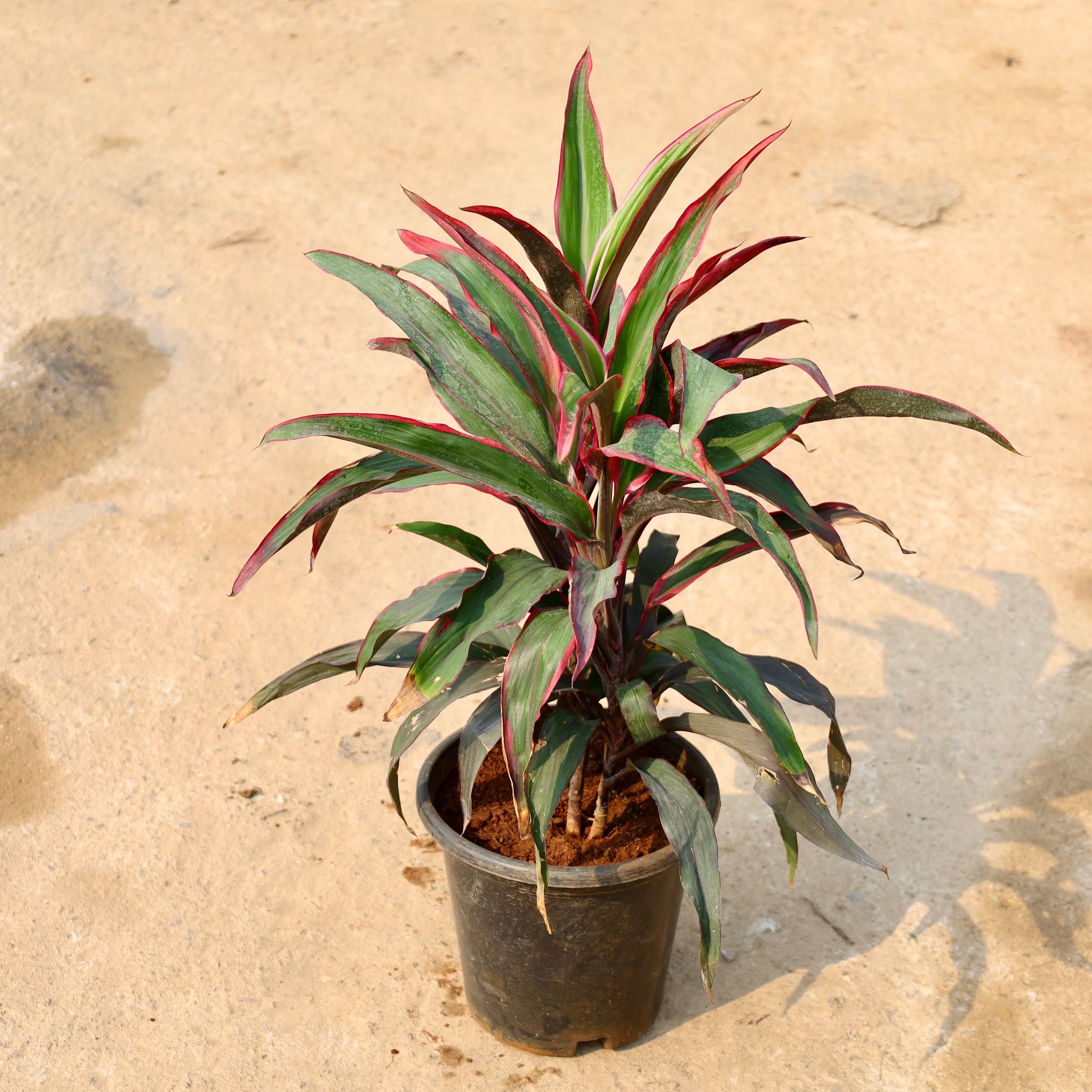 Dracaena Pink in 8 Inch Nursery Pot