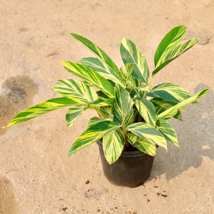 Buy Alpinia Variegated in 8 Inch Nursery Pot Online | Urvann.com