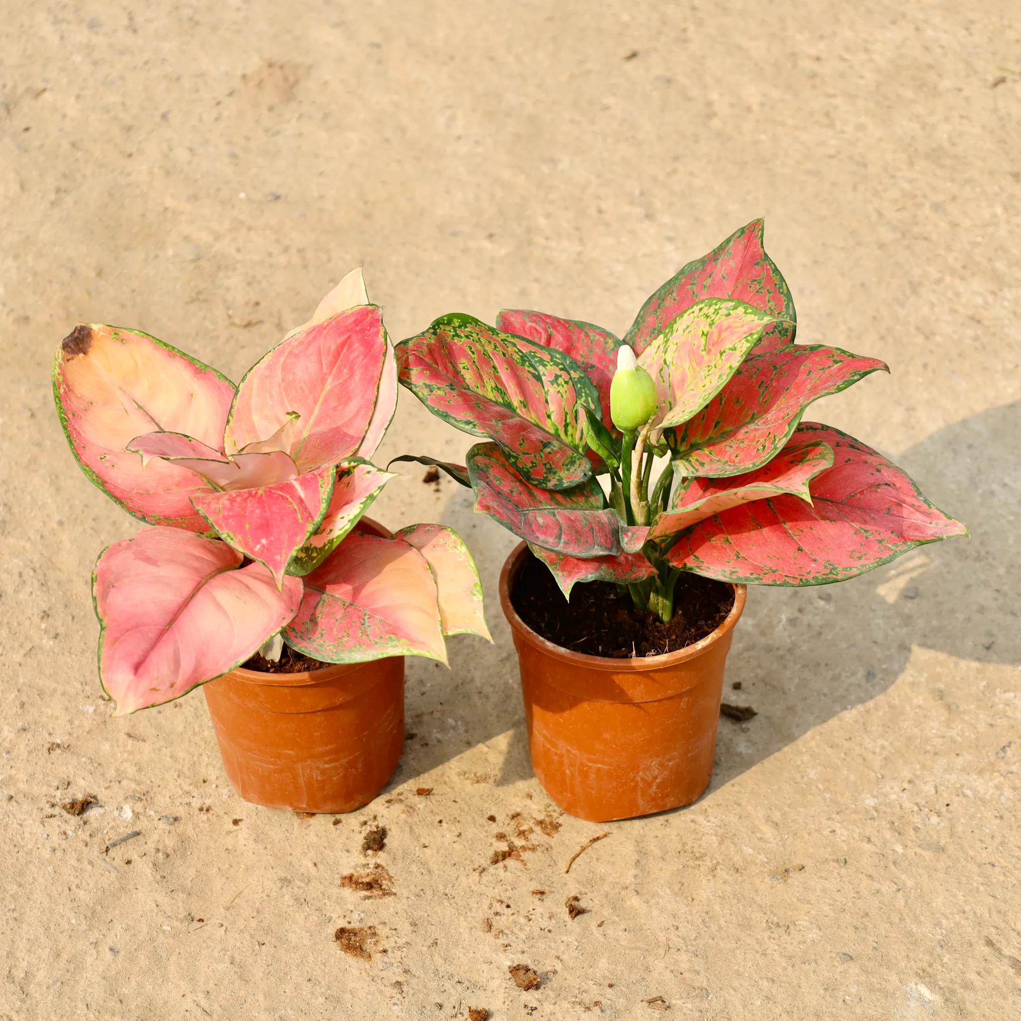 Set of 2 - Aglaonema Red & Aglaonema Valentine in 5 Inch Nursery Pot