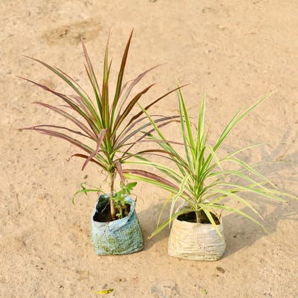 Buy Set of 2 - Dracaena Marginata / Colorama (Red & Green) in 4 Inch Nursery Bag Online | Urvann.com