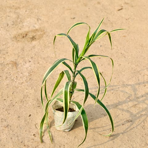 Dracaena Jamaica in 4 Inch Nursery Bag
