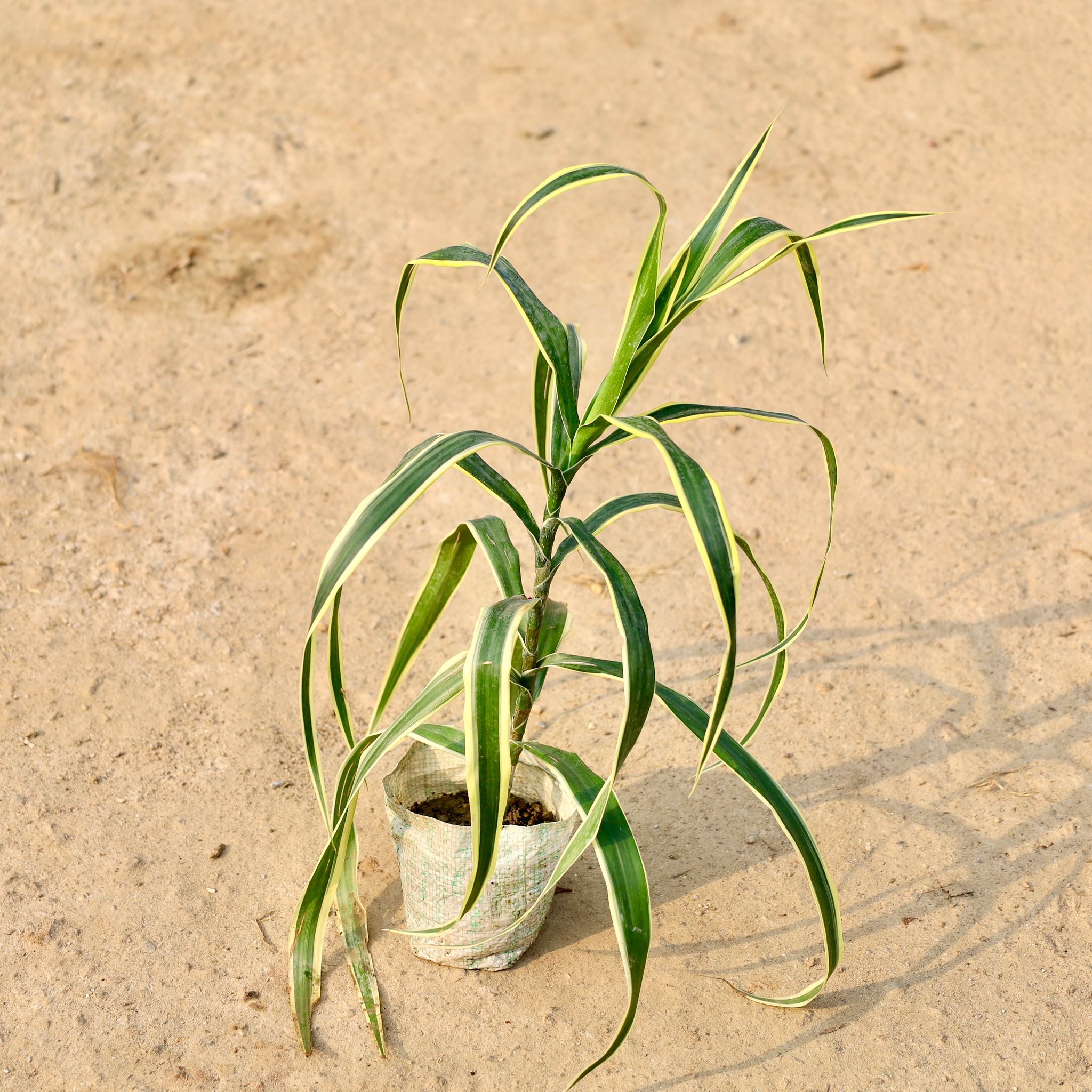 Dracaena Jamaica in 4 Inch Nursery Bag