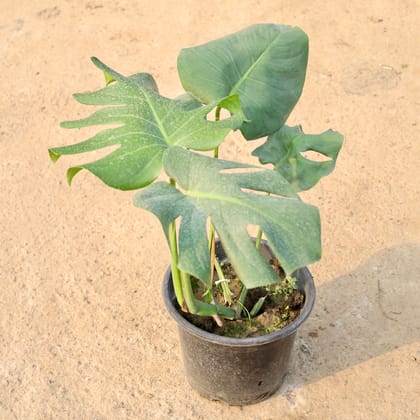 Buy Monstera Deliciosa in 10 Inch Nursery Pot Online | Urvann.com