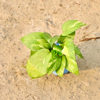 Buy Money Plant Golden in 4 Inch Nursery Bag Online | Urvann.com