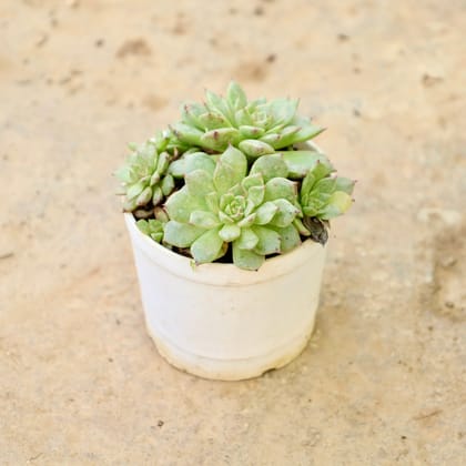 Buy Echeveria Pulidonis Succulent in 3 Inch Nursery Pot Online | Urvann.com