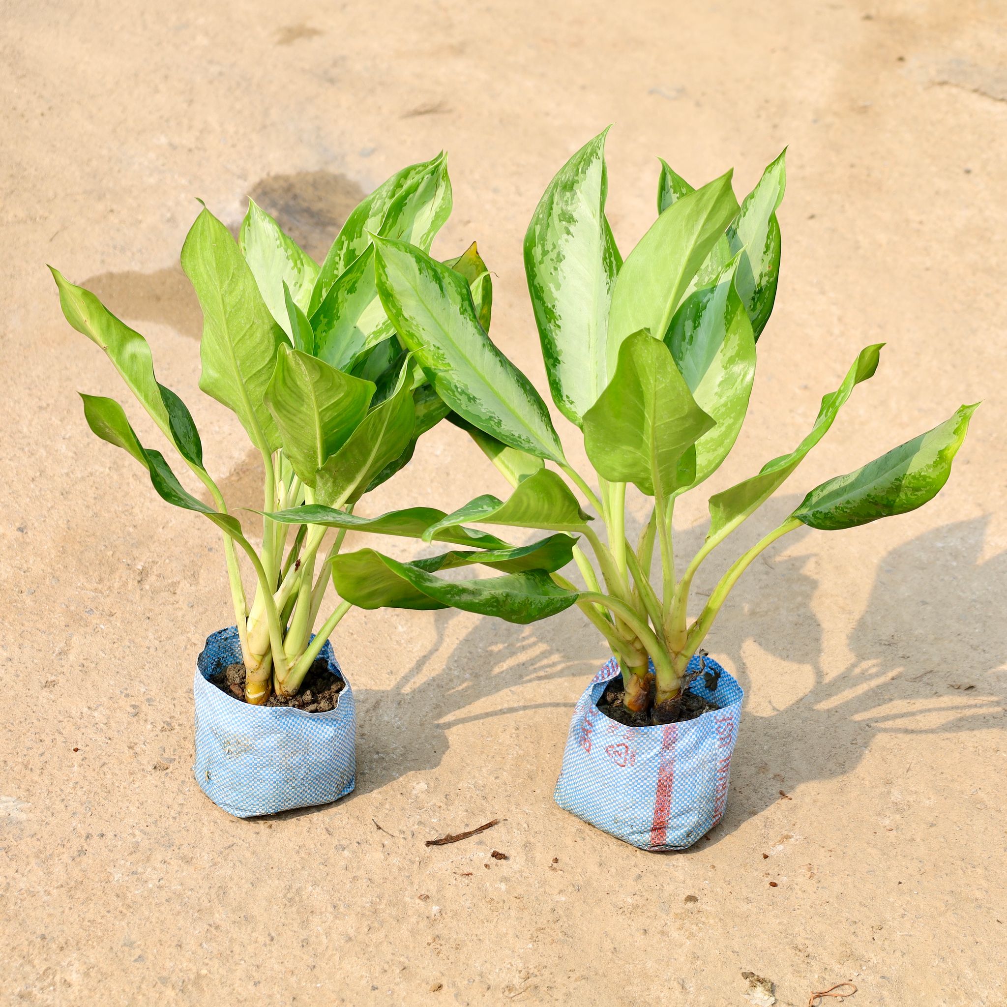 Set of 2 - Aglaonema Silver Queen in 8 Inch Nursery Bag