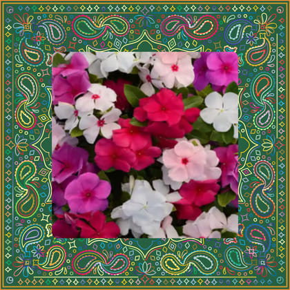 Free Gift - Vinca Mixed Seeds - Excellent Germination - Flash Sale