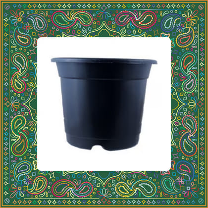 Free Gift - 4 Inch Black Nursery Pot - Flash Sale