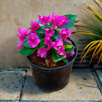 Bougainvillea Pink in 5 Inch Nursery Pot