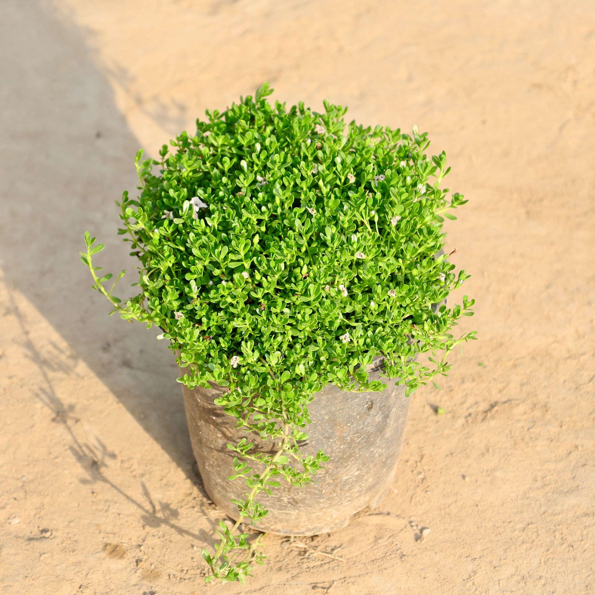 Brahmi Plant in 6 Inch Nursery Pot