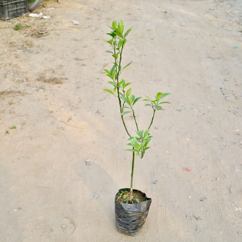 Mosambi / Sweet Lemon in 8 Inch Nursery Bag