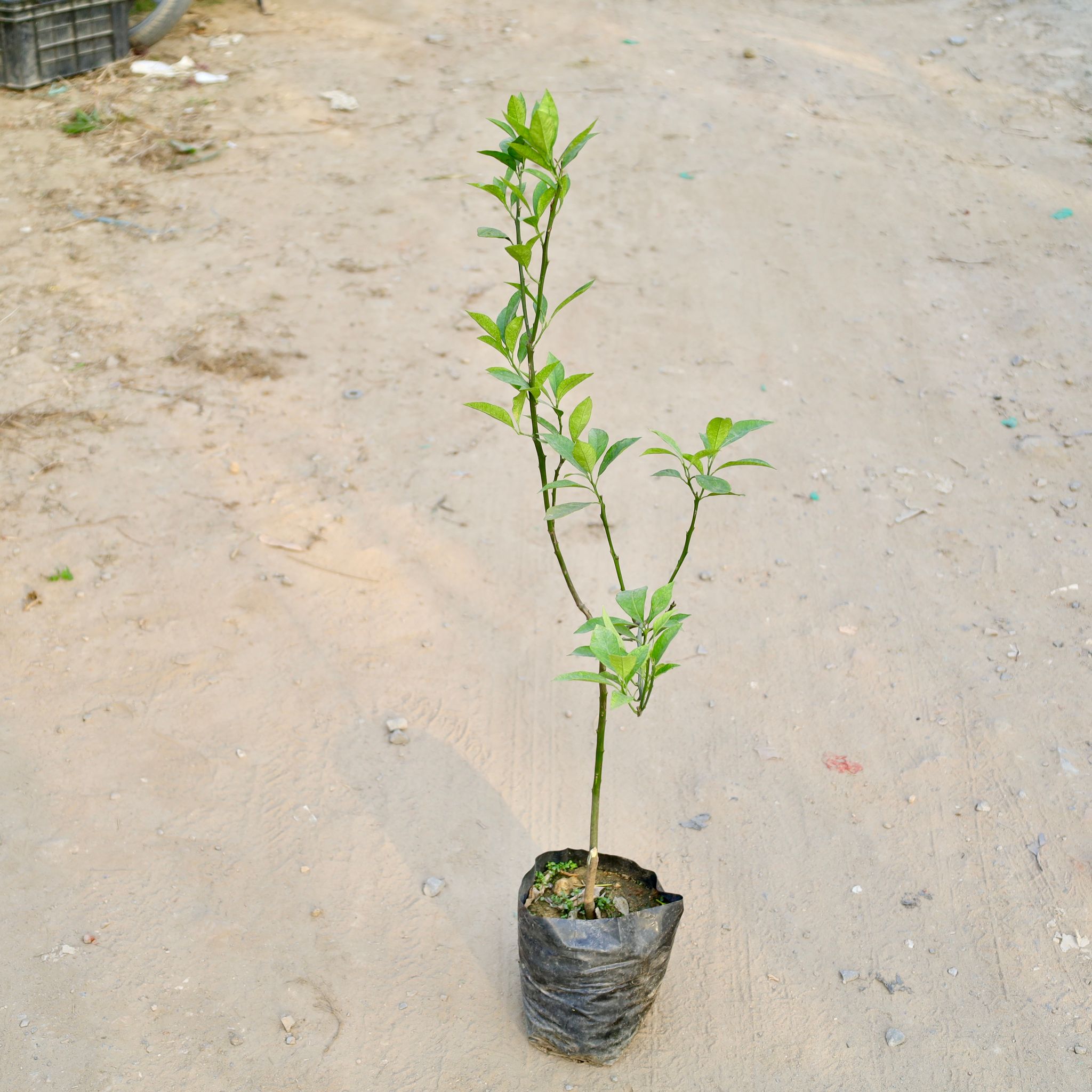 Mosambi / Sweet Lemon in 8 Inch Nursery Bag