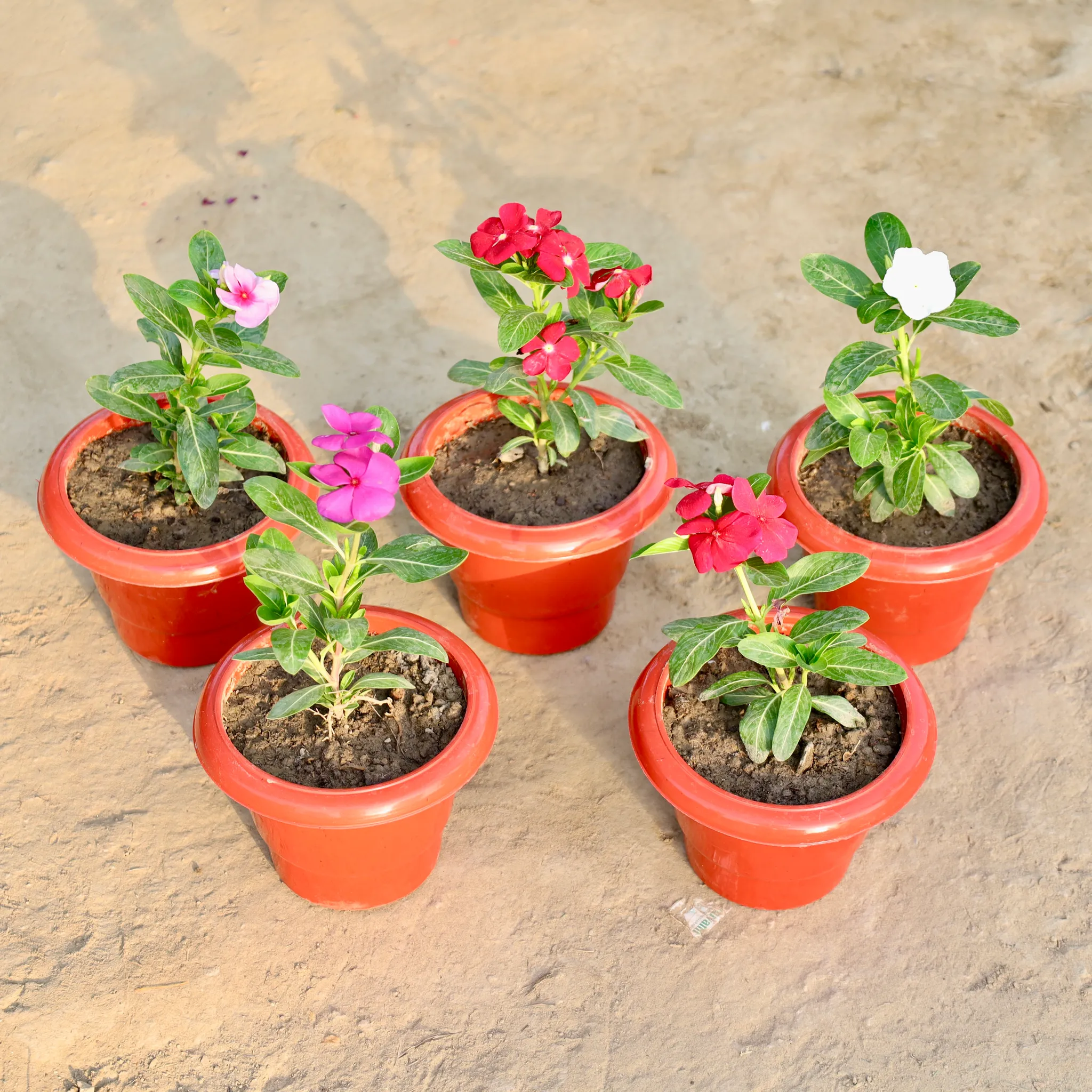 The Classic Charm Set - Set of 5 - Vinca / Periwinkle / Sadabahar (Any Colour) in 6 Inch Red Classy Plastic Pot