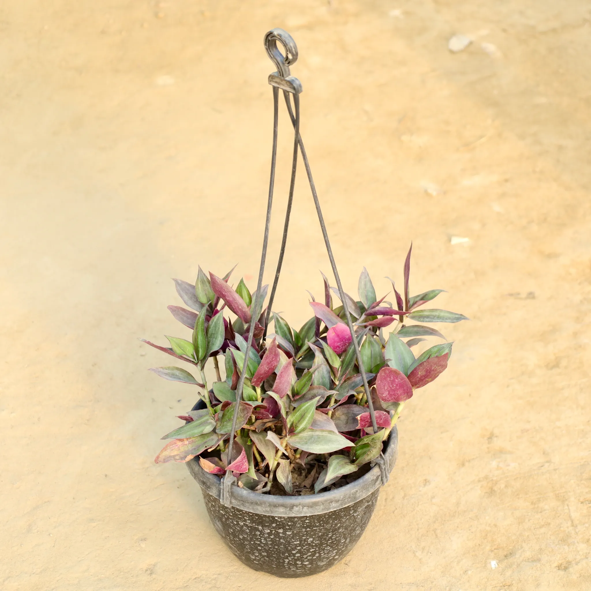 Wandering Jew in 8 Inch Hanging Basket (Any Colour)
