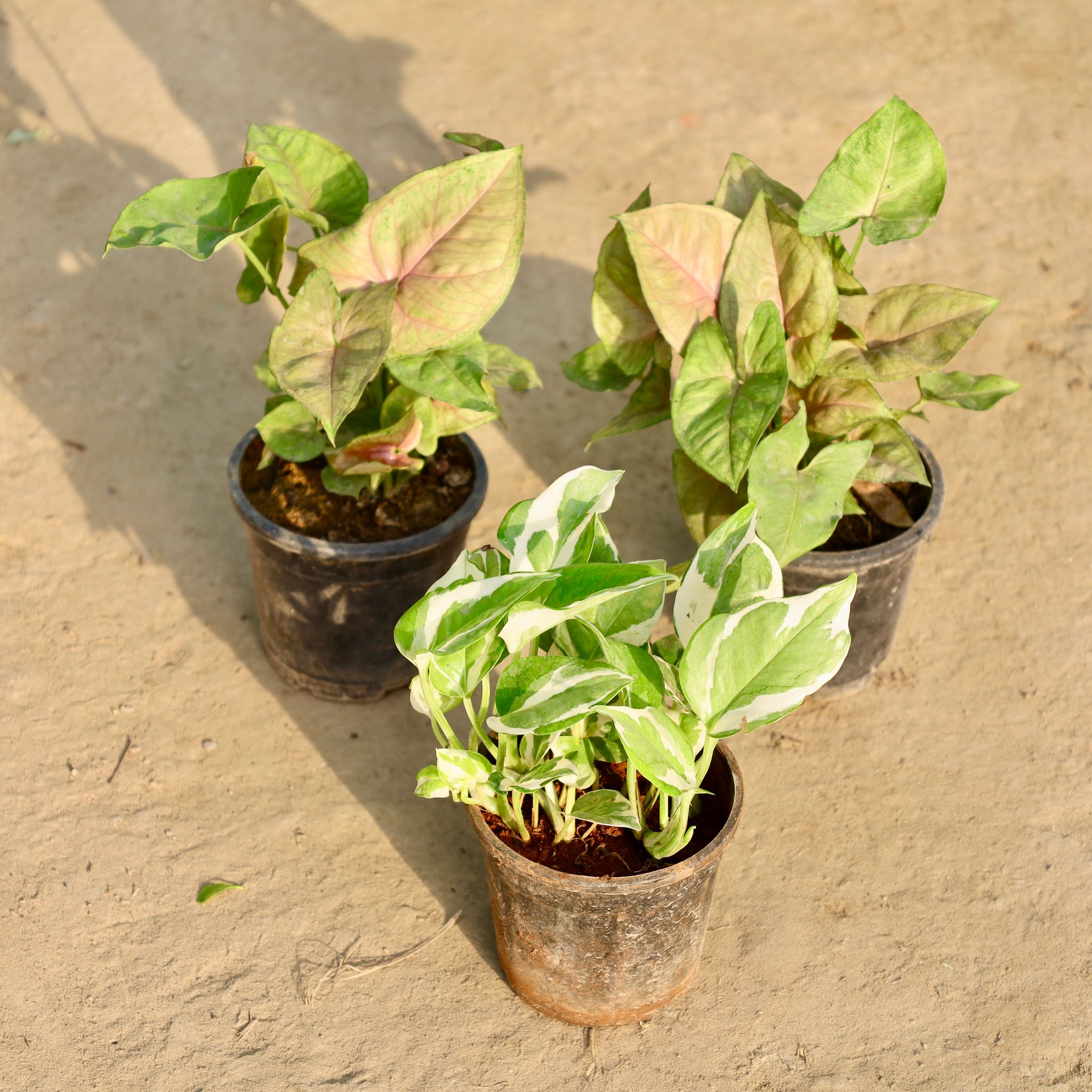 Set of 3 - Syngonium White & Money Plant White in 4 Inch Nursery Pot