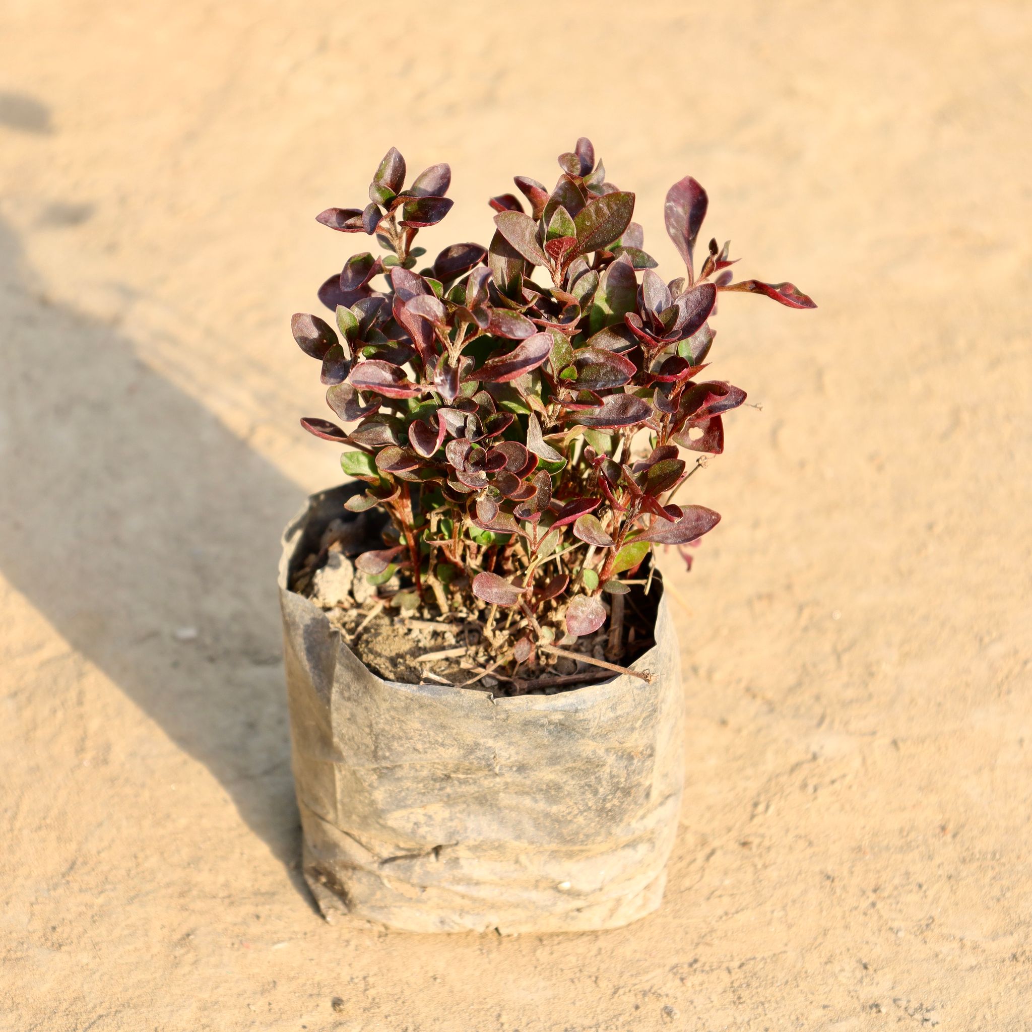 Alternanthera Red in 4 Inch Nursery Bag