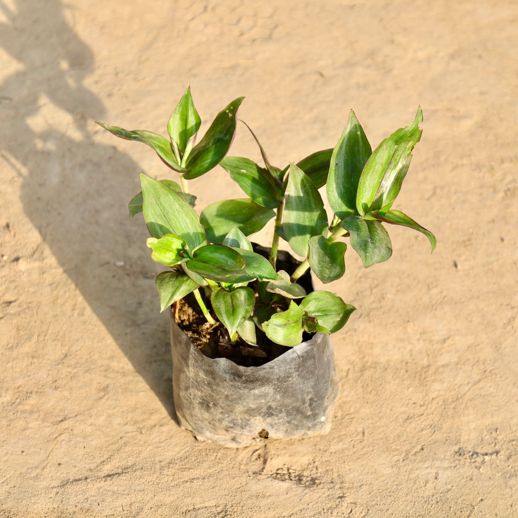 Buy Wandering Jew in 4 Inch Nursery Bag Online | Urvann.com Wandering Jew in 4 Inch Nursery Bag