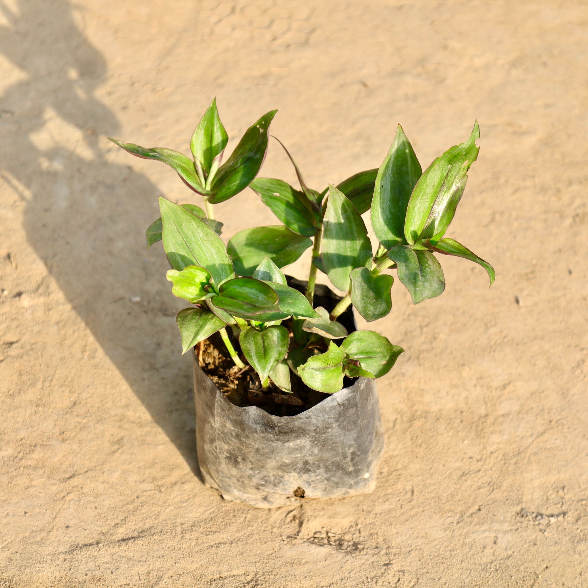 Wandering Jew in 4 Inch Nursery Bag