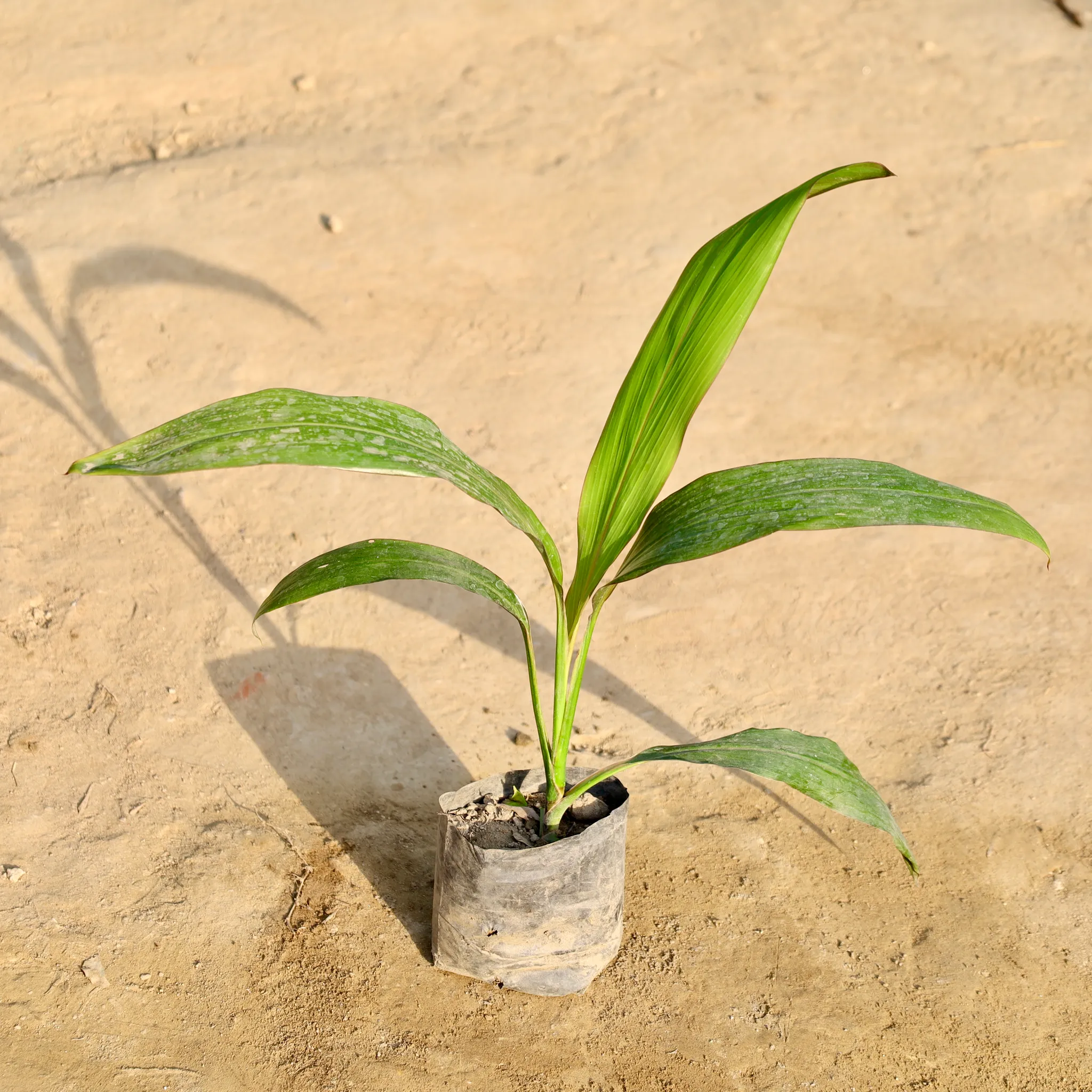 Dracaena Mahatma in 4 Inch Nursery Bag
