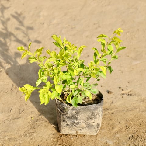 Golden Duranta in 4 Inch Nursery Bag