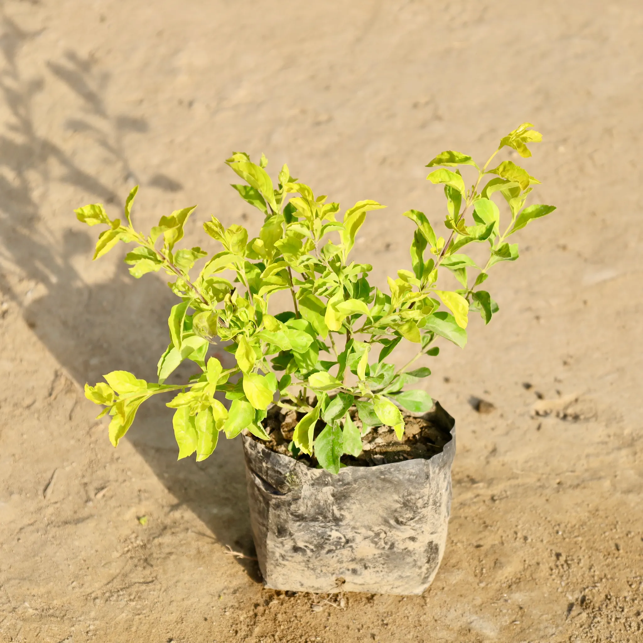 Golden Duranta in 4 Inch Nursery Bag