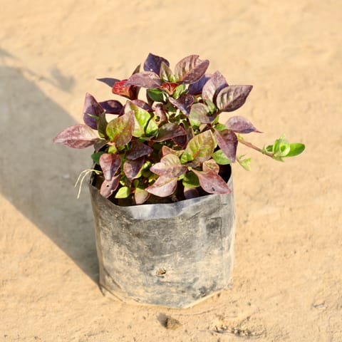 Alternanthera in 4 Inch Nursery Bag