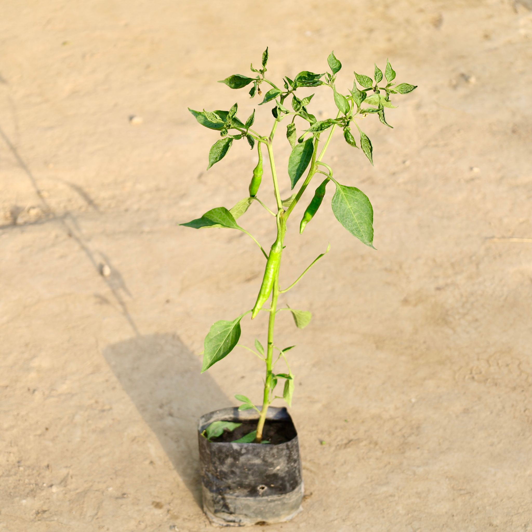 Mirchi / Chilli Plant in 4 Inch Nursery Bag
