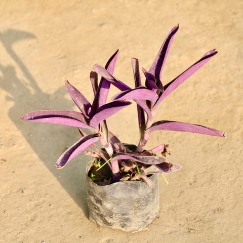 Purple Heart in 4 Inch Nursery Bag