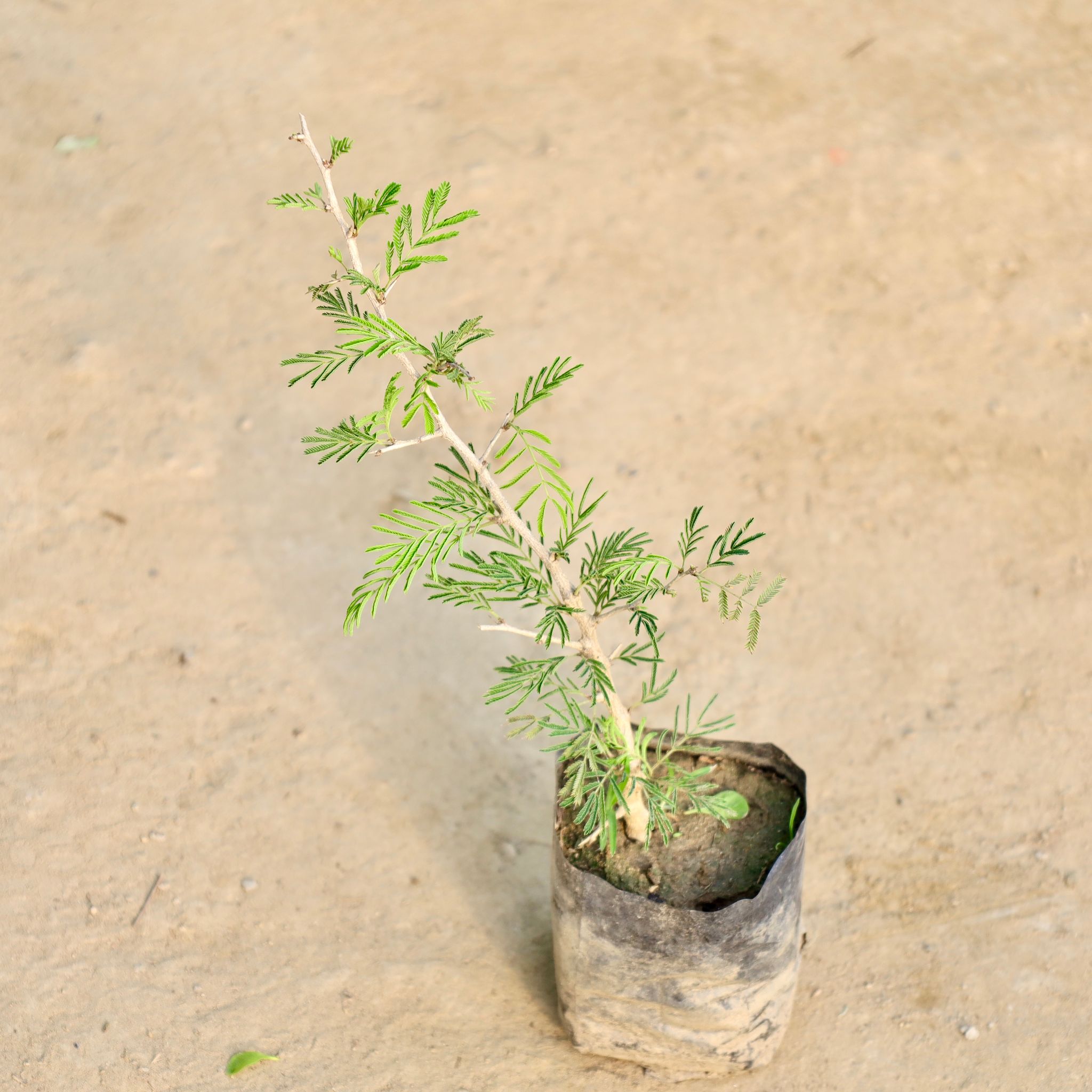 Shami in 4 Inch Nursery Bag