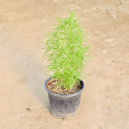 Buy Kochia in 6 Inch Nursery Pot Online | Urvann.com