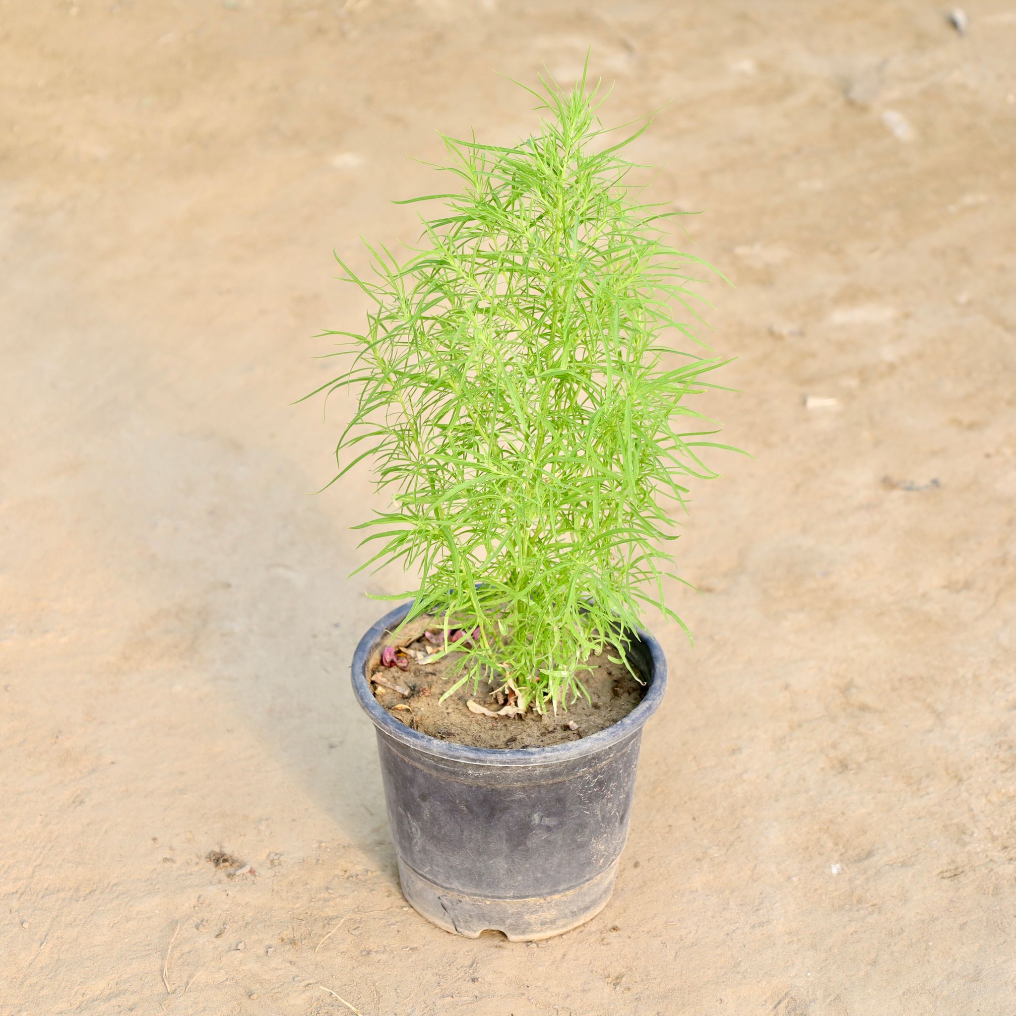Kochia in 6 Inch Nursery Pot