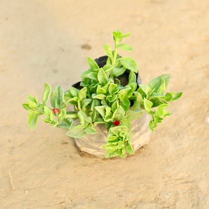 Buy Baby Sun Rose (Any Colour) in 4 Inch Nursery Bag Online | Urvann.com