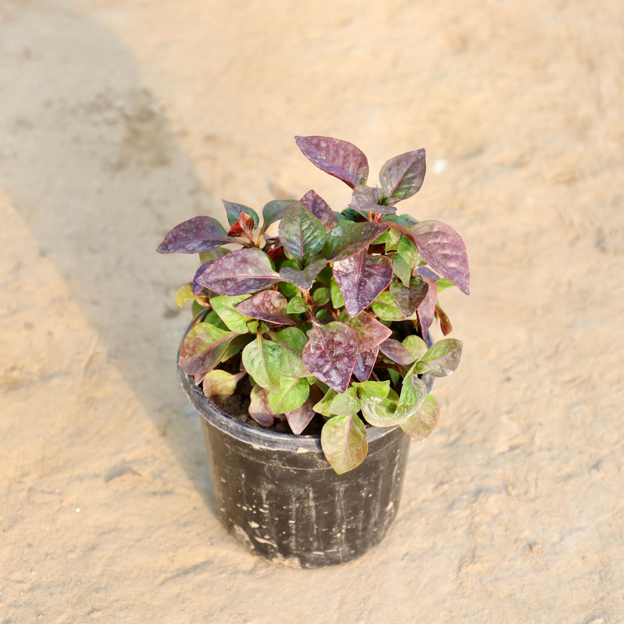 Alternanthera in 4 Inch Nursery Pot