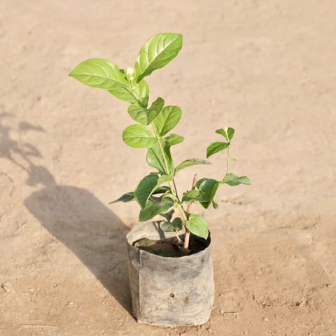 Motia / Jasmine in 4 Inch Nursery Bag